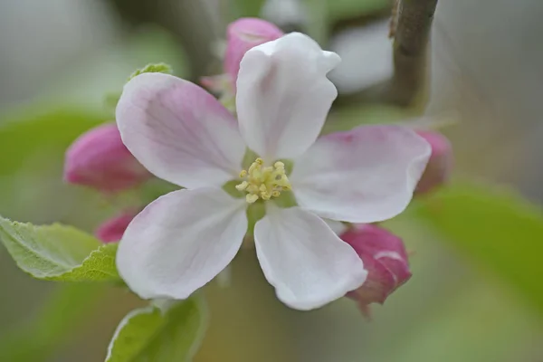 Gros Plan Sur Les Fleurs Pomme — Photo