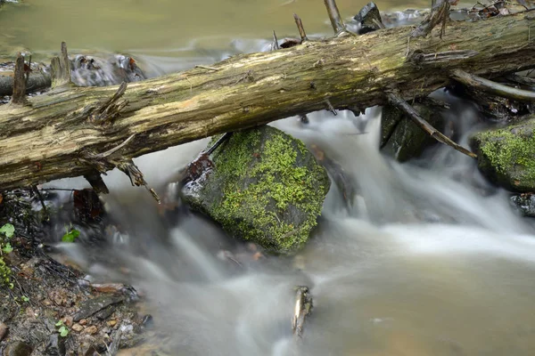 Bekk Skogen – stockfoto