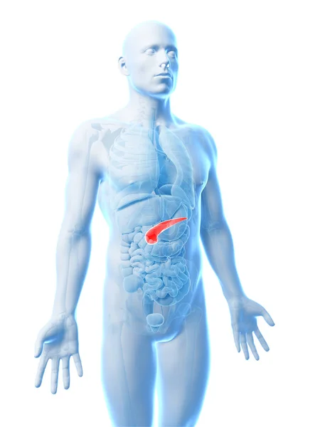 人間の膵臓の3Dイラストをレンダリング — ストック写真