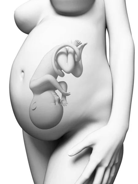 Hamile Bir Kadının Boyutlu Görüntüsü — Stok fotoğraf