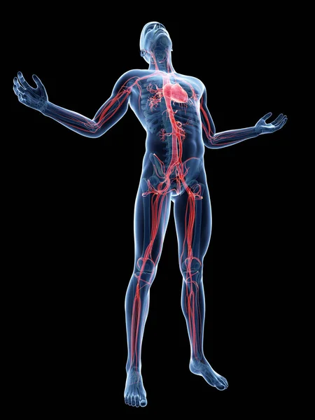 Male Posing Visible Vascular System — Stock Photo, Image