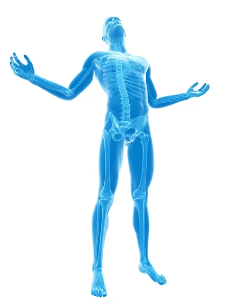 Male Posing Visible Skeleton — Stock Photo, Image