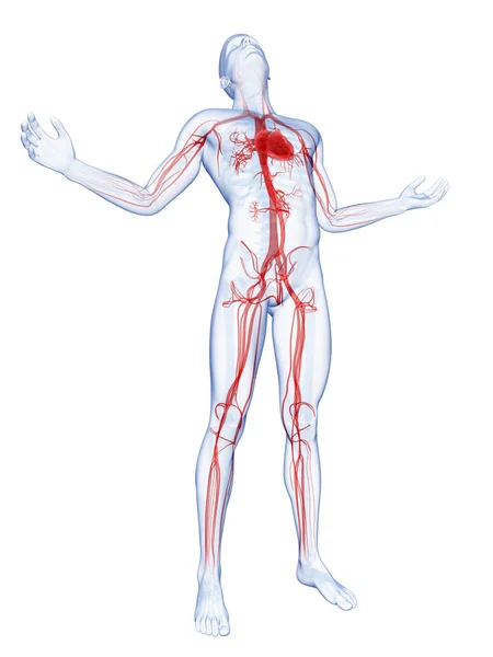 Male Posing Visible Vascular System — Stock Photo, Image