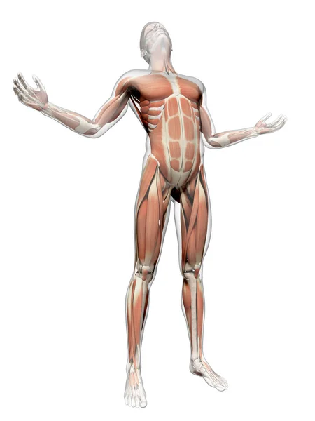 Male Posing Visible Muscles — Stock Photo, Image