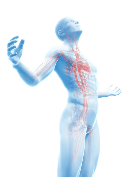 Pose Masculina Sistema Vascular Visível — Fotografia de Stock