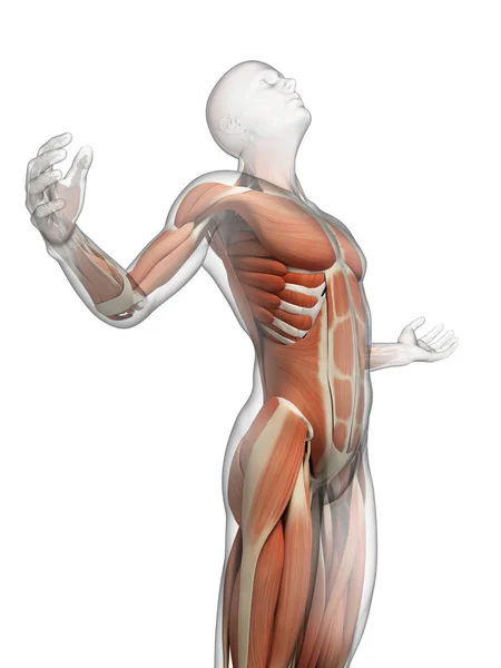 Male Posing Visible Muscles — Stock Photo, Image