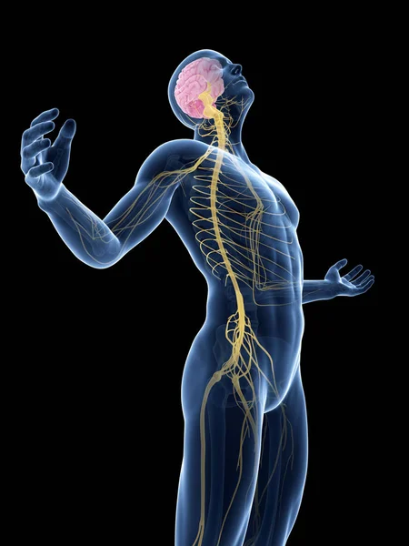 Male Posing Visible Brain Nerves — Stock Photo, Image