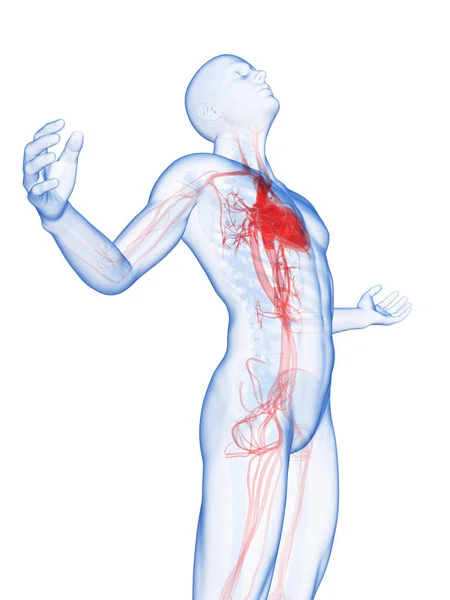 男性のポーズ 目に見える血管系 — ストック写真