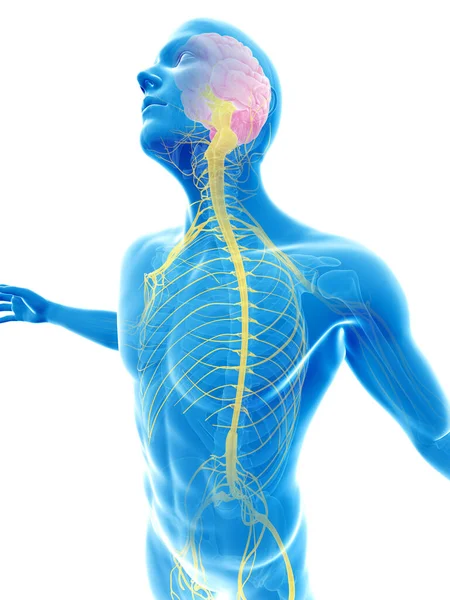 Male Posing Visible Brain Nerves — Stock Photo, Image