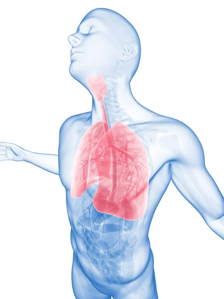 Male Posing Highlighted Lung — Stock Photo, Image