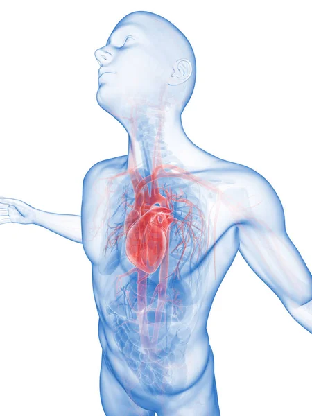 Pose Masculina Sistema Vascular Visible — Foto de Stock