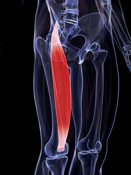 Ilustración Del Recto Femoral — Foto de Stock