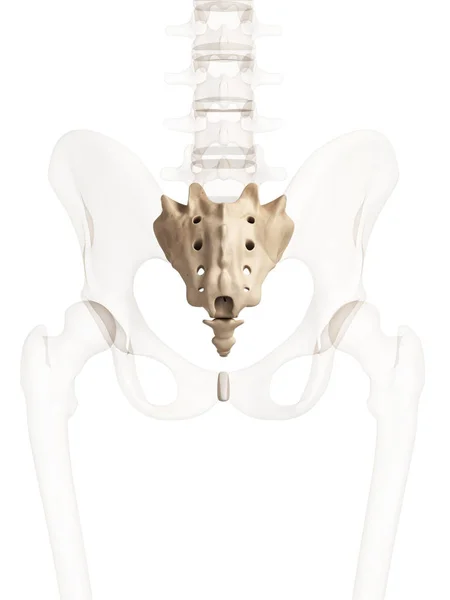 Ilustracja Sacrum — Zdjęcie stockowe