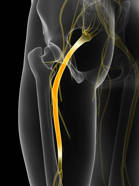 Рендеринг Иллюстрации Седалищного Нерва — стоковое фото