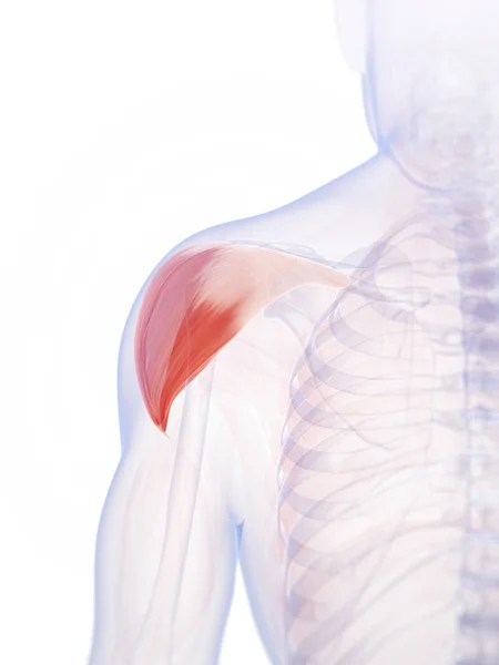 Трехмерная Иллюстрация Плечевой Мышцы — стоковое фото