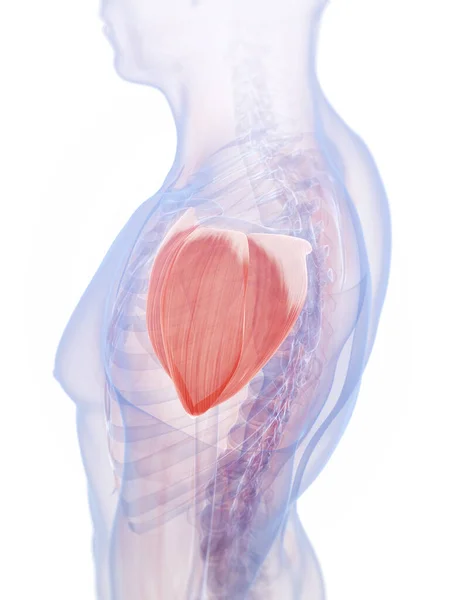 Трехмерная Иллюстрация Плечевой Мышцы — стоковое фото