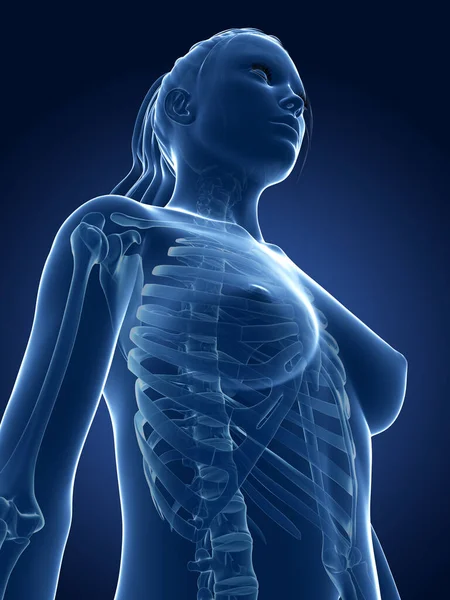 3Dレンダリング医療イラスト 女性の骨格 — ストック写真