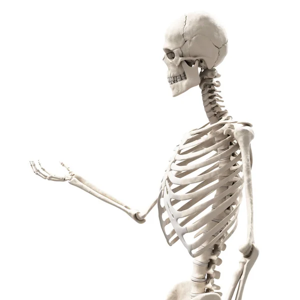 Close Skelet Houden Iets — Stockfoto