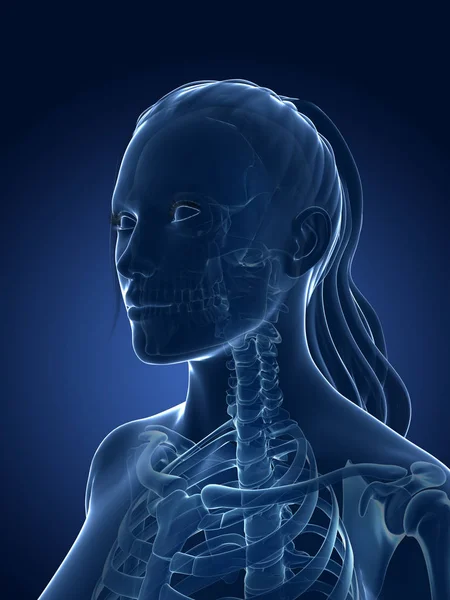 Utförd Medicinsk Illustration Kvinnligt Skelett — Stockfoto