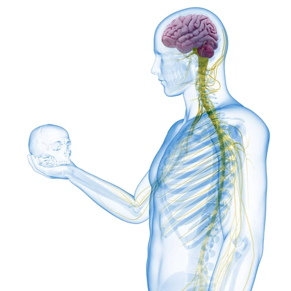 Парень Держит Череп Видимый Мозг Нервы — стоковое фото