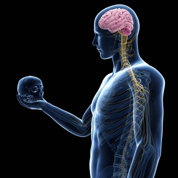 Guy Holding Skull Visible Brain Nerves — Stock Photo, Image