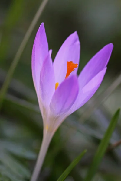 Crocus Flowers Petals Spring Flowers — Stock Photo, Image