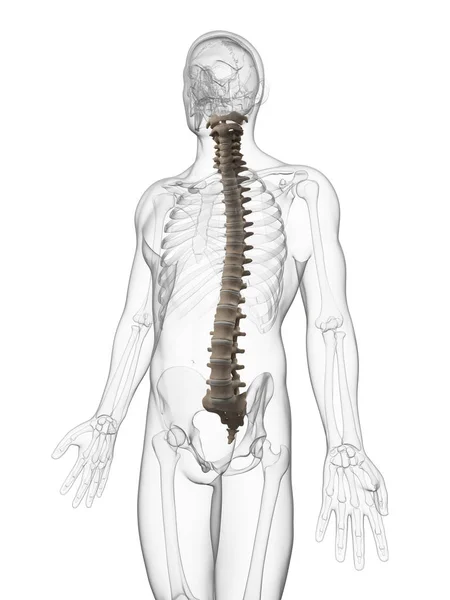 Ilustração Renderizada Coluna Vertebral Humana — Fotografia de Stock