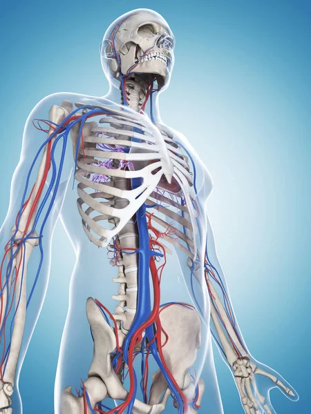 Rendered Illustration Male Skeleton Vascular System — Stock Photo, Image