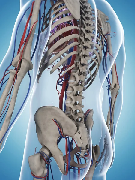 Erkek Iskeleti Damar Sisteminin Çizimi — Stok fotoğraf