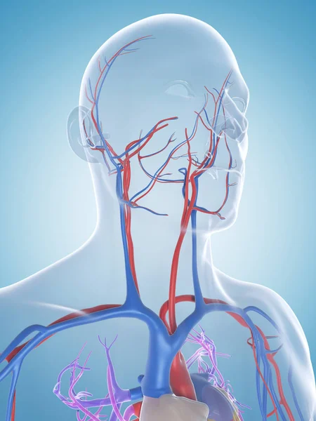 Ilustração Renderizada Sistema Vascular Masculino — Fotografia de Stock