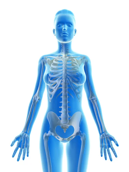 Απόδοση Απεικόνισης Του Γυναικείου Σκελετού — Φωτογραφία Αρχείου