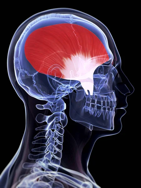 Gerenderte Darstellung Des Temporalis Muskels — Stockfoto