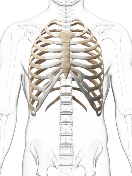 Rendered Illustration Thorax — Stok fotoğraf