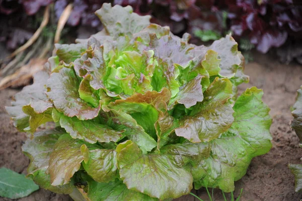 Gros Plan Des Têtes Salade Vertes — Photo