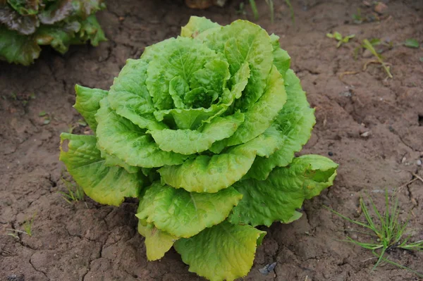 Gros Plan Des Têtes Salade Vertes — Photo