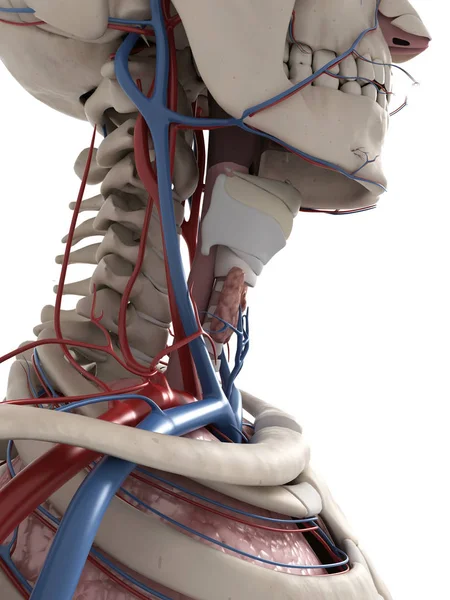 Ilustrace Krční Anatomie — Stock fotografie