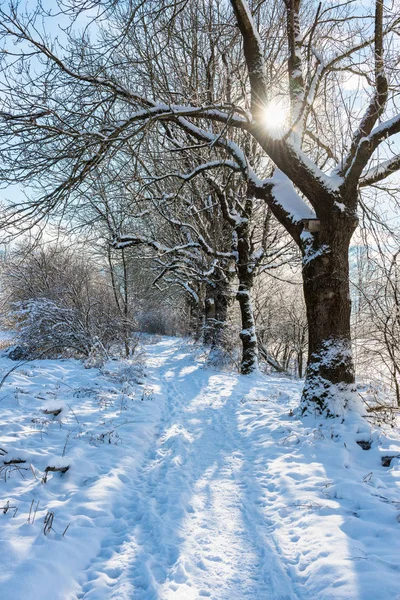 Χειμώνας Στους Πρόποδες Των Άλπεων — Φωτογραφία Αρχείου
