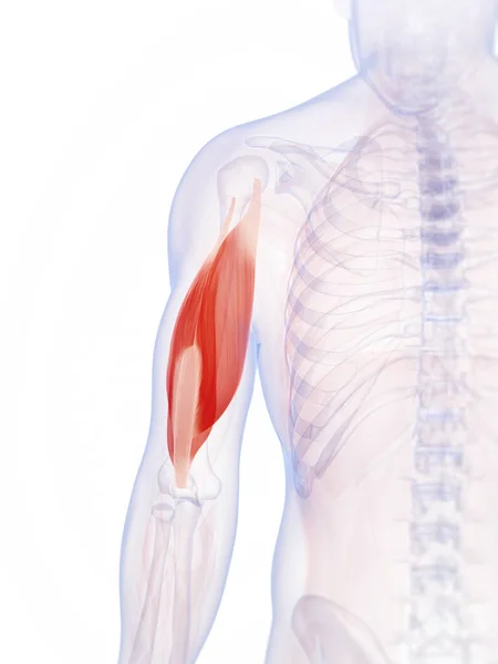 Rendered Illustration Triceps — Stock Photo, Image