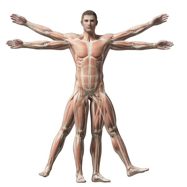 Vitruvian Man Muscle System — Stok fotoğraf