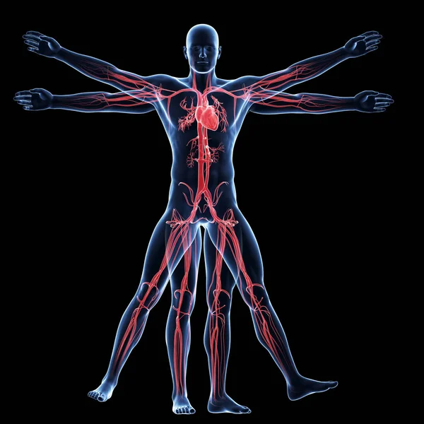 Vitruvian Man Vascular System — Stockfoto
