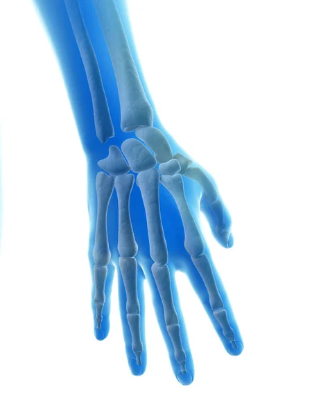 Renderowana Ilustracja Kości Dłoni Palców — Zdjęcie stockowe