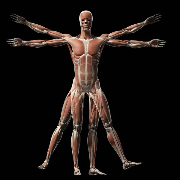 Uomo Vitruviano Sistema Muscolare — Foto Stock