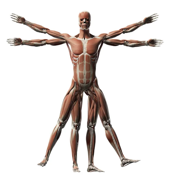 Vitruvian Man Muscle System — 스톡 사진