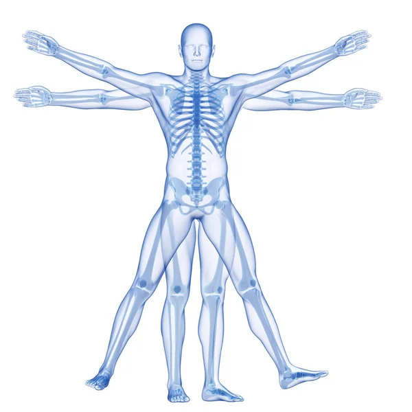 Close Vitruvian Man Skeleton — стоковое фото