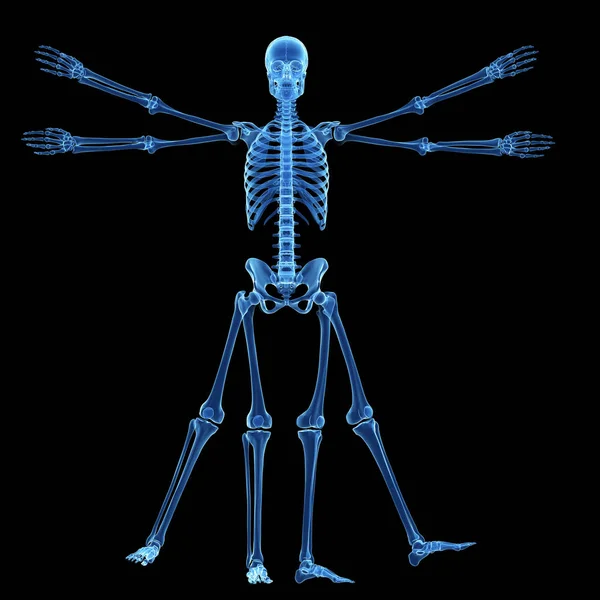 Close Vitruvian Man Skeleton — стоковое фото