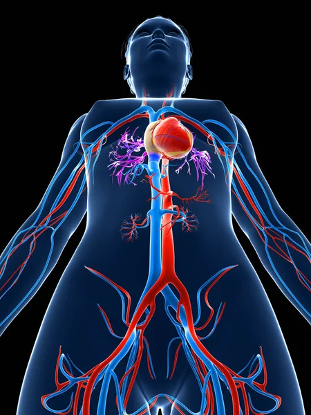 渲染的医学插图 女性血管系统 — 图库照片