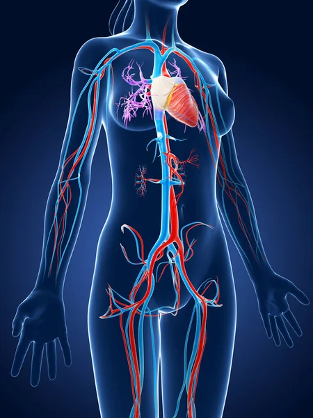 Renderizado Ilustración Médica Sistema Vascular Femenino —  Fotos de Stock