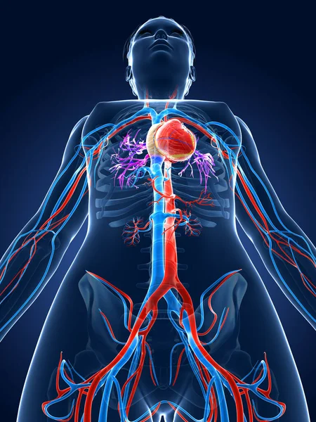Renderizado Ilustración Médica Sistema Vascular Femenino — Foto de Stock