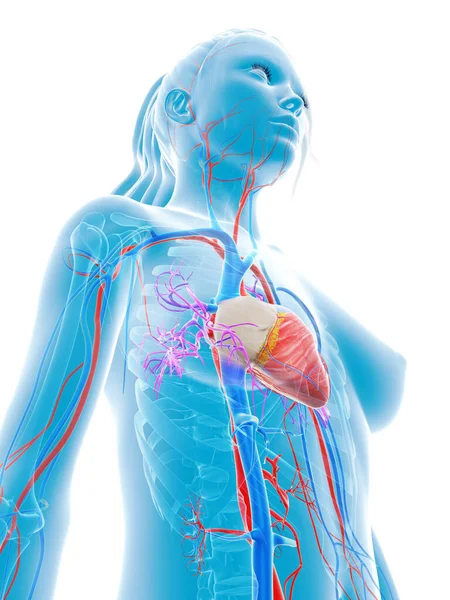 レンダリングされた医療イラスト 女性の血管系 — ストック写真