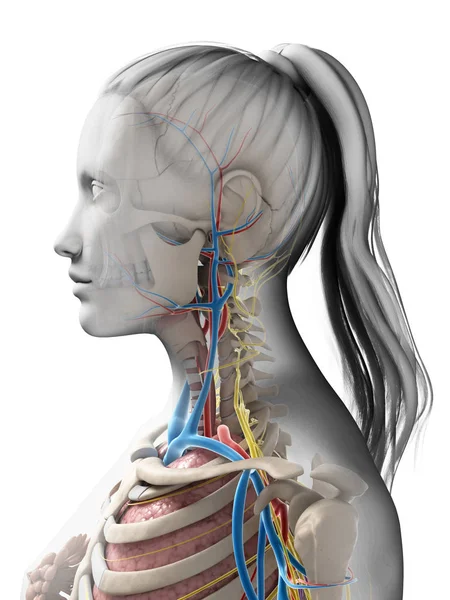 Rendered Illustration Female Anatomy — Stock Photo, Image